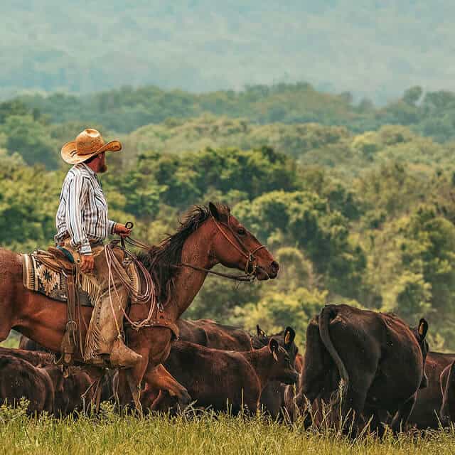 Choctaw Rancher herding cattle