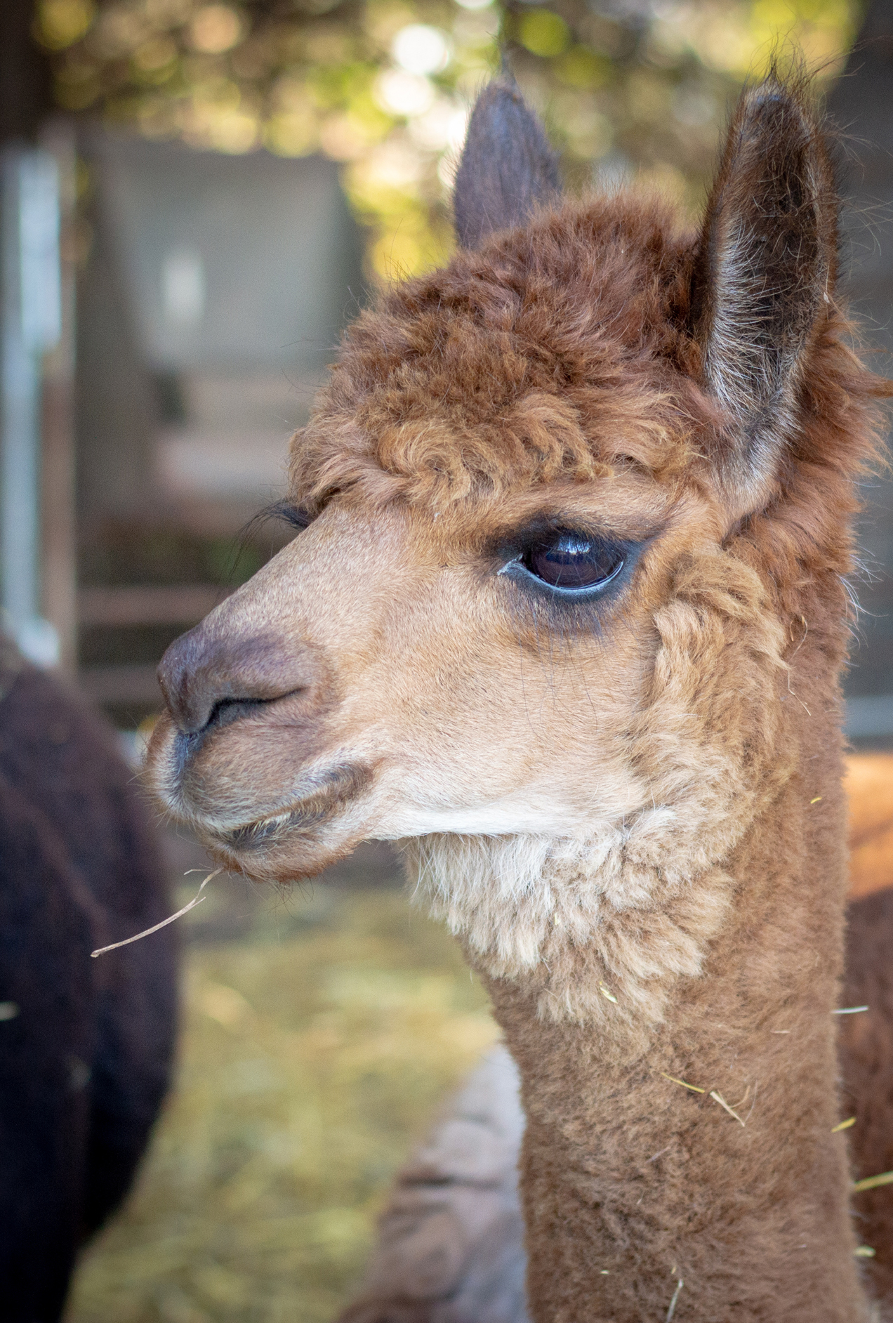 Llama