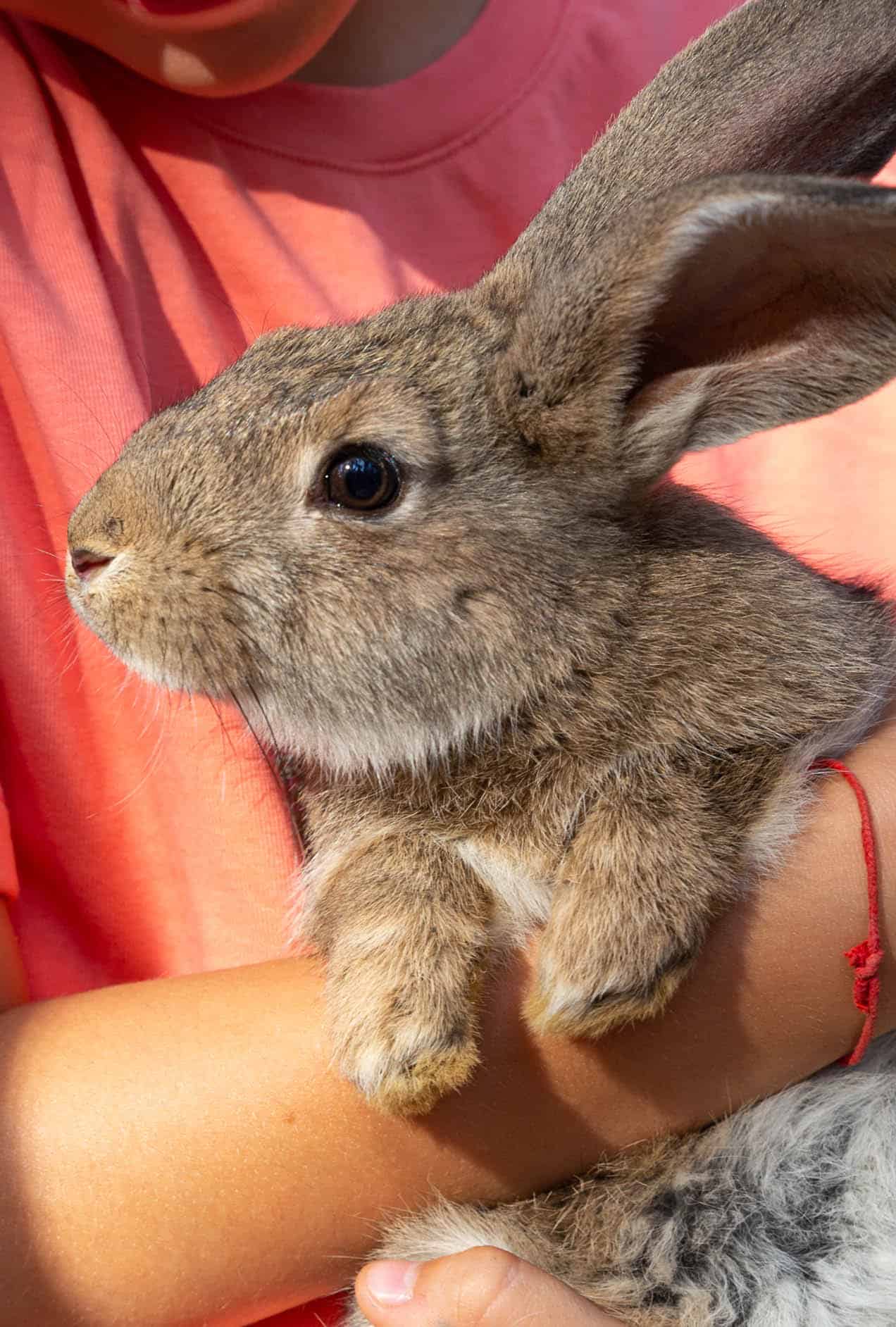 A child holding a bunny.